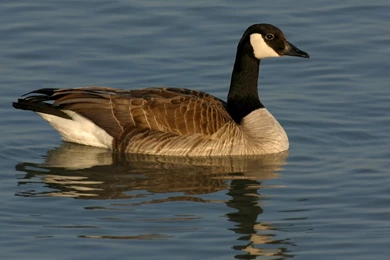 Geese Bird Wallpapers