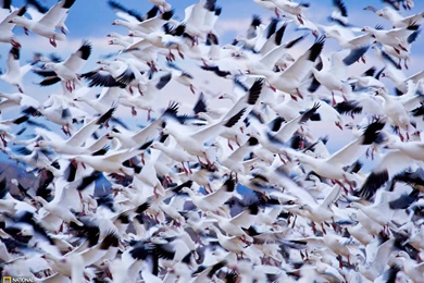 Snow Geese Photo, Animal Migration Wallpapers – National Geographic ...