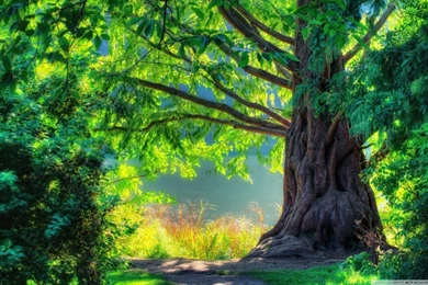 Beautiful Tree HD Desktop Wallpapers : High Definition : Fullscreen ...