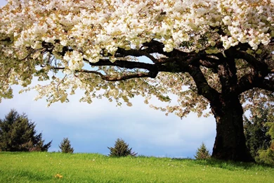 Beautiful Tree HD (High Definition) Wallpapers