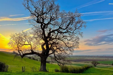Beautiful Oak Tree Wallpapers   Nature Wallpapers