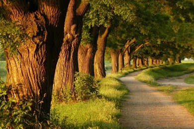 Image Detail For  Free Beautiful Trees Wallpapers   Download The ...