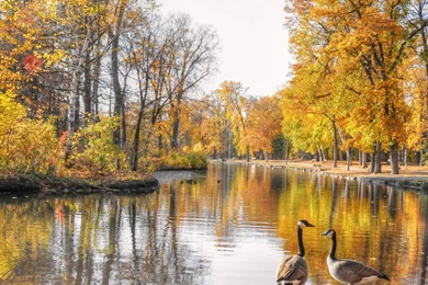 Geese At The Autumn Lake Wallpapers   Nature Wallpapers