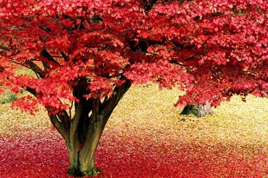 Beautiful Tree Wallpapers   Wallpapers Cave