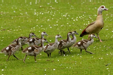 Egyptian Goose With Goslings   Splendid Wallpapers HD
