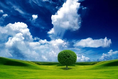 Download Beautiful Tree Moynhsda Wallpapers