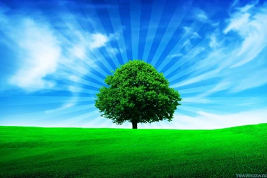 Simply Beautiful Tree Wallpapers