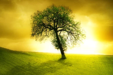 Lonely Beautiful Tree Ipad Wallpapers To Download