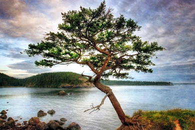 Beautiful Tree On A Bay Shore Hdr   (