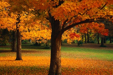 Pictures Royalty Free Wallpapers Of Trees – Good Night Pictures Images