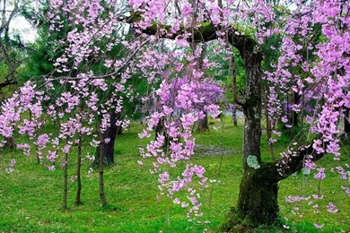 Beautiful Tree Wallpapers