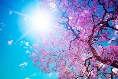 Simply Beautiful Tree Wallpapers