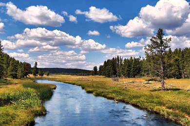 Attractive Beautiful Tree Wallpapers