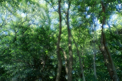 Freetopwallpaper.com