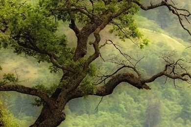 Green Tree Wallpapers Beautiful Green Tree Iphone Hd