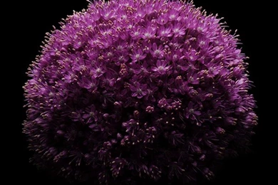 Download All The Latest IOS 8 Wallpapers For iPhone And IPad!