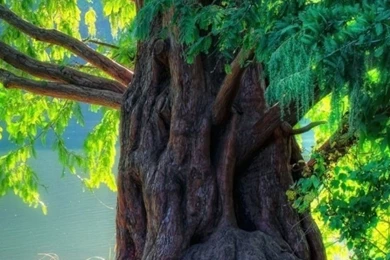 Beautiful Tree Mobile Wallpapers   Mobiles Wall