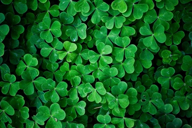 Green Leaves Shamrock Wallpapers