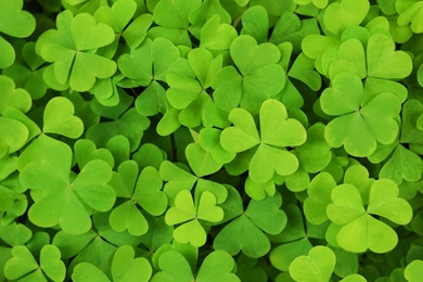 Shamrock Backgrounds   Wallpapers Cave
