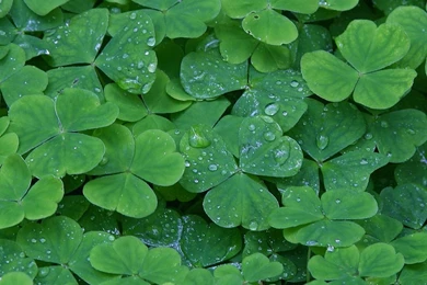 Saint Patty's Backgrounds And Codes For Any Blog, Web Page, Phone ...