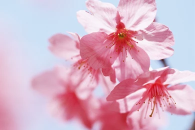 Free Desktop Wallpapers Flowers   HD Wallpapers And Pictures