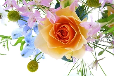 Free Download Flowers Wallpapers For Desktop: Beautiful By Free ...