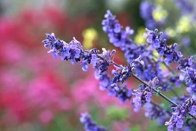 Flower Free Wallpapers   Widescreen HD Wallpapers