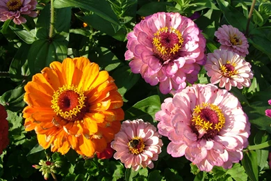 Free 7art Flowers Clipart And Wallpapers Royalty free Images ...