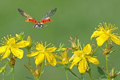 Flowers Wallpapers 154, Free Desktop Wallpapers, Cool Wallpapers