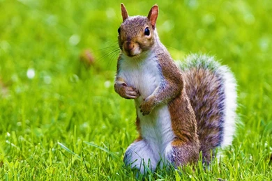 Cute squirrel wild animal desktop wallpaper cute animal desktop ...