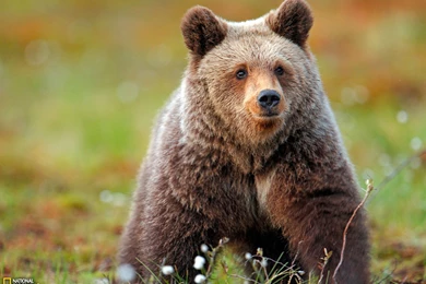 Download Wild Animals Wide Screen Wallpapers 1600x1200