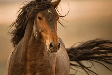 Horses: Wild Mustang Equine Painting Animal Wildlife Art Artwork ...