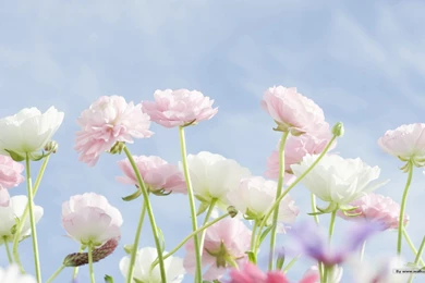 Wild Flower Wallpapers   Wallpapers Cave