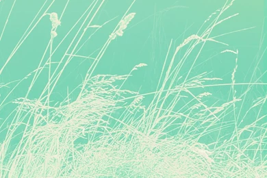 The Beauty Of Wild Grass   Lock Screen Wallpapers