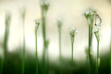 Awesome Wild Life Nature Image Dual Screen Monitor Picture HD ...