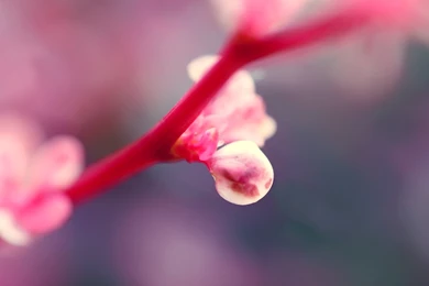 The Best Opened Wild Flower Wide Screen Wallpapers » WallDevil ...