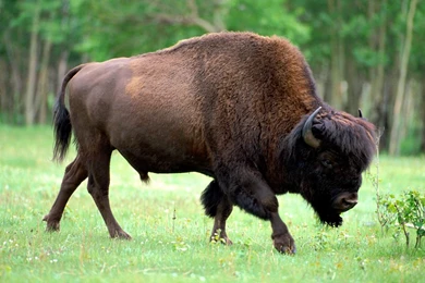 Download Wild Animals Full Screen Mobile Wallpapers Desktop