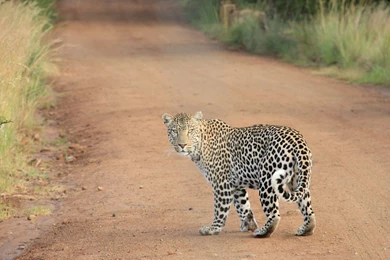Leopard Wild Animal Uhd Wallpapers   Ultra High Definition ...