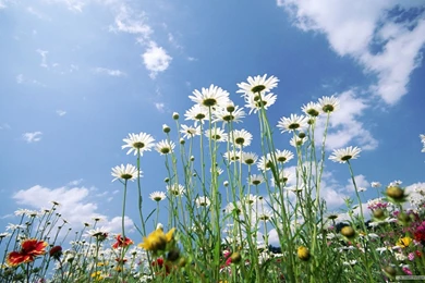 Free Flowers Wallpapers   Wallpapers Cave