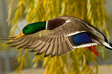 Flying Wild Duck Wallpapers   Download Wallpapers Nature Free