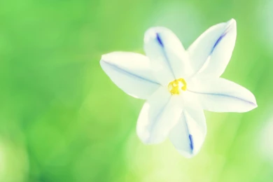 Glorious Wild Flower Wide Screen Wallpapers » WallDevil   Best Free ...