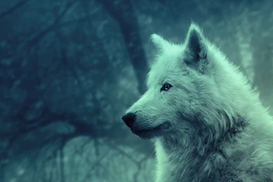 Download Wallpapers 2560x1024 Wolf, Light, Forest, Wild, Calm ...