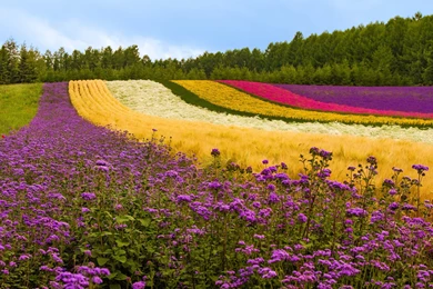 Flower wallpapers flowers free hd for desktop