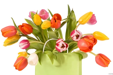 Free Wallpapers   Free Flower Wallpapers   Tulip 3 Wallpapers ...