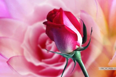 Desktop Flowers Wallpapers Free Download (8)