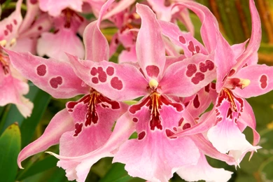 Flowers Wallpapers 148, Free Desktop Wallpapers, Cool Wallpapers