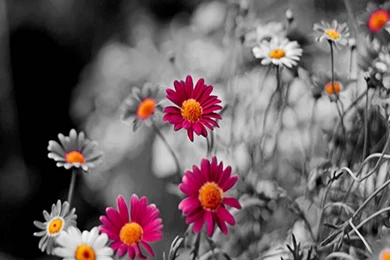 HD Android Wallpapers Img 9