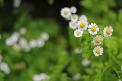 35+ Beautiful Free Flowers Wallpapers HD For Download