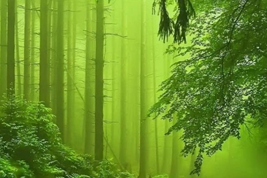 Forest Fog Green iPhone 5s Wallpapers Download