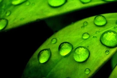 Green Flower iPhone 5s Wallpapers Download